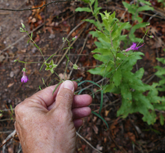 Mirabilis coccinea