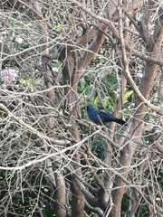 Melanotis caerulescens