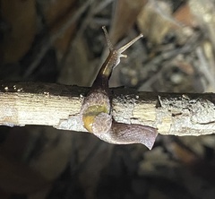 Parmavitrina rubrica