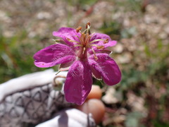 Geranium caespitosum