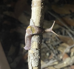 Parmavitrina rubrica