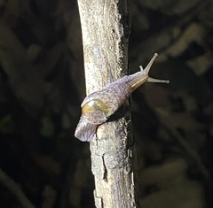 Parmavitrina rubrica