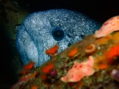 Anarrhichthys ocellatus