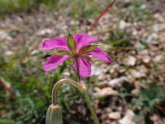 Geranium caespitosum