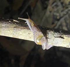 Parmavitrina rubrica