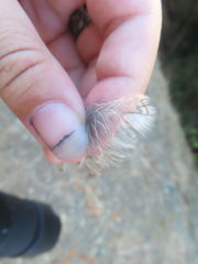 Megascops kennicottii