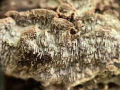 Dentocorticium portoricense