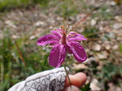 Geranium caespitosum