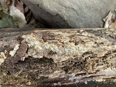 Dentocorticium portoricense