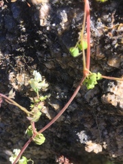 Ceratocapnos claviculata