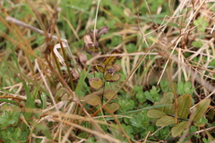 Blechnum procerum