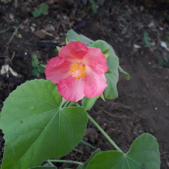 Hibiscus martianus
