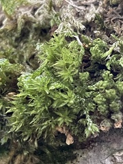 Plenogemma phyllantha