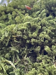 Plenogemma phyllantha