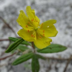 Crocanthemum corymbosum