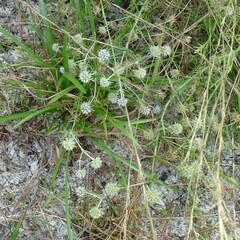 Eryngium aromaticum