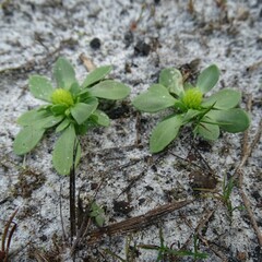 Polygala nana