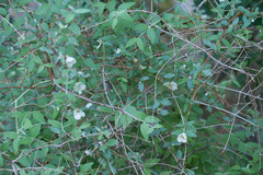 Philadelphus