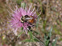 Bombus huntii