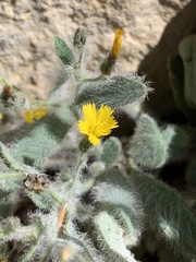Pilosella horrida