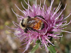 Bombus huntii