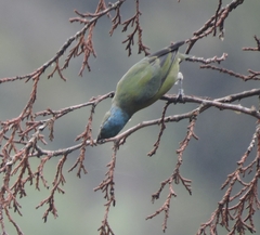 Chlorophonia elegantissima