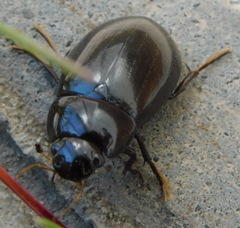 Hydrochara caraboides