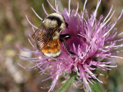 Bombus huntii