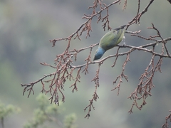 Chlorophonia elegantissima