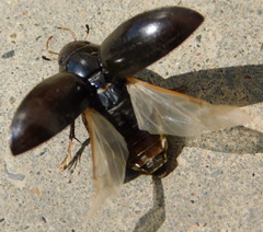 Hydrochara caraboides