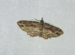 Chloroclystis filata