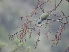 Chlorophonia elegantissima