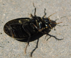 Hydrochara caraboides