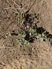 Eriogonum marifolium