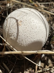 Calvatia booniana