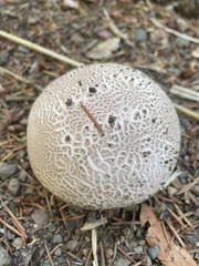 Calvatia booniana
