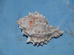 Phyllonotus erythrostomus