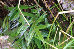 Microsorum pustulatum pustulatum