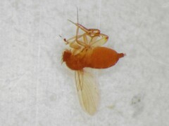 Phoridae