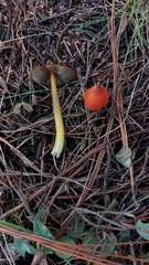 Hygrocybe conica