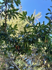 Photinia niitakayamensis