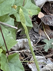 Spiranthes cernua