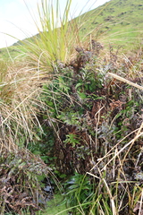 Microsorum pustulatum pustulatum