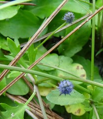 Eryngium baldwinii