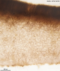 Galactinia saniosa