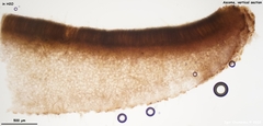 Galactinia saniosa