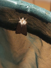 Lepidoptera