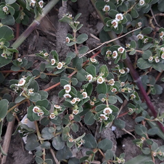 Euphorbia albomarginata