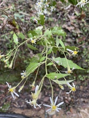 Olearia nernstii