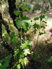 Ribes ciliatum